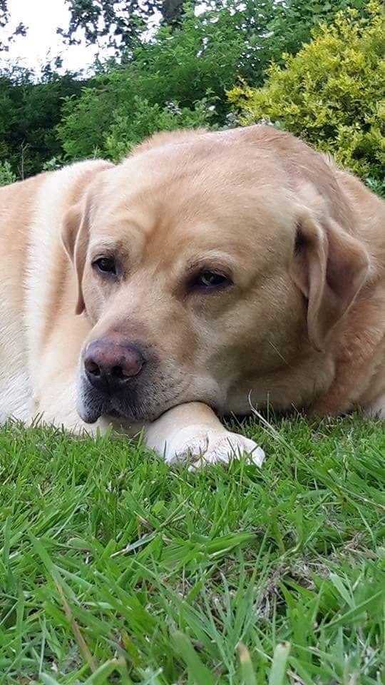 Kimbajak Labrador Retriever Buxton