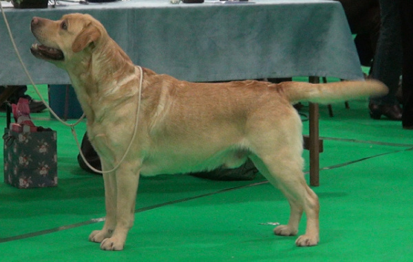 Kimbajak Labrador Retriever Buxton - reserve best dog in show