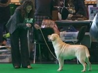 Labrador Carpenny Mikki at Kimbajak winning at Crufts 2011