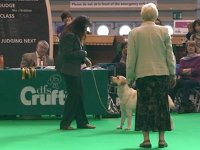 Labrador Carpenny Mikki at Kimbajak winning at Crufts 2011