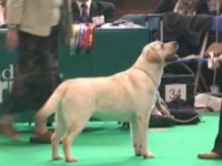 Labrador Carpenny Mikki at Kimbajak winning at Crufts 2011