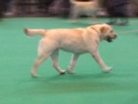 Labrador Carpenny Mikki at Kimbajak winning at Crufts 2011