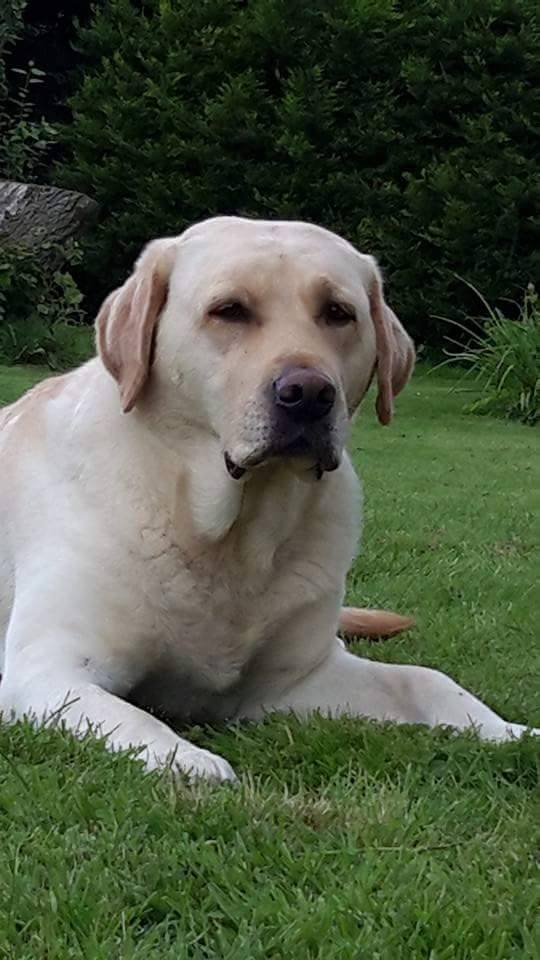 Kimbajak Labradors Star Dust Dusty