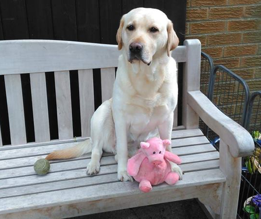 Kimbajak Labrador Retriever