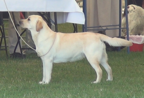 Labrador Kimbajak Star Duct at East of England Championship Dog Show