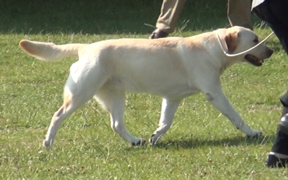 Labrador Kimbajak Star Duct at East of England Championship Dog Show