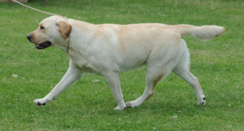 Heckington Agricultural Show Labrador Dog Show