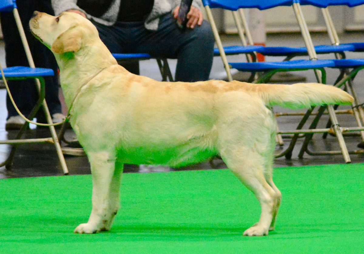 Labrador Kimbajak Emma
