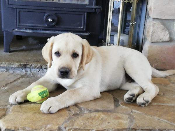 Labrador Retriever Kimbajak Gentleman Jack