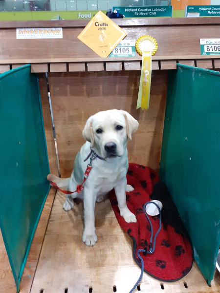 Labrador Retriever Kimbajak Gentleman Jack