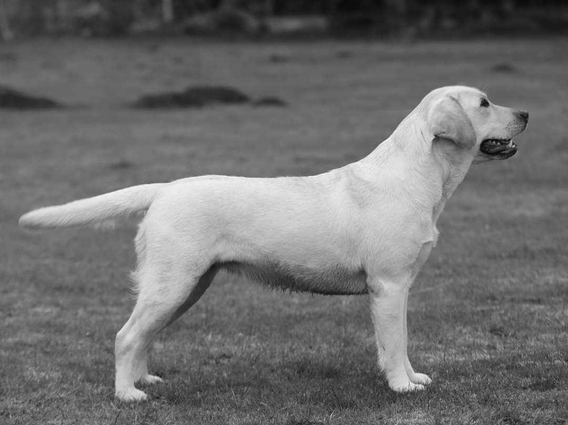 Labrador Kimbajak Flerty Gerty