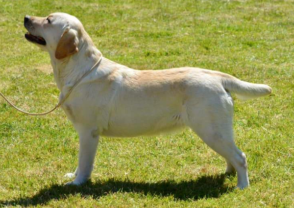 Labrador Kimbajak Flerty Gerty