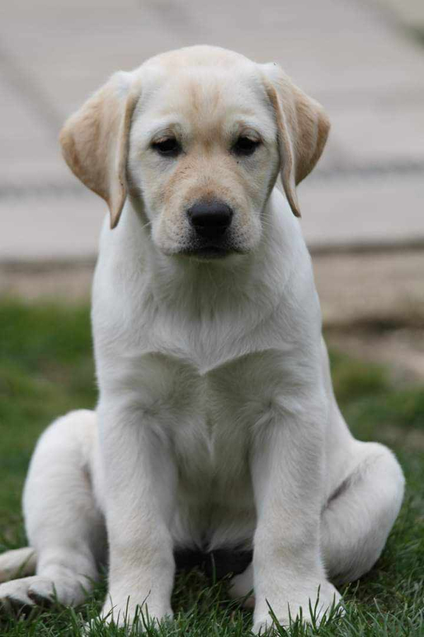 Labrador Kimbajak Flerty Gerty