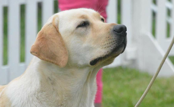 Kimbajak Labrador Retriever