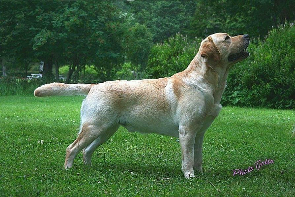 Kimbajak labradors sales