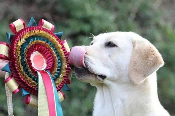 Kimbajak Labrador Retriever