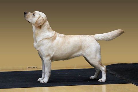 Labrador Kimbajak Libby at West of England LRC Championship Show