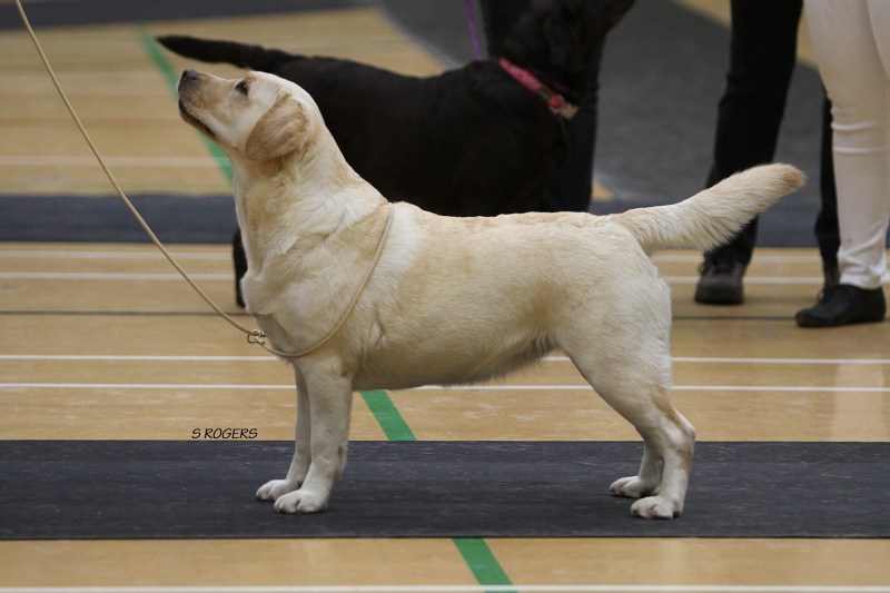 Labrador Kimbajak Libby at West of England LRC Championship Show