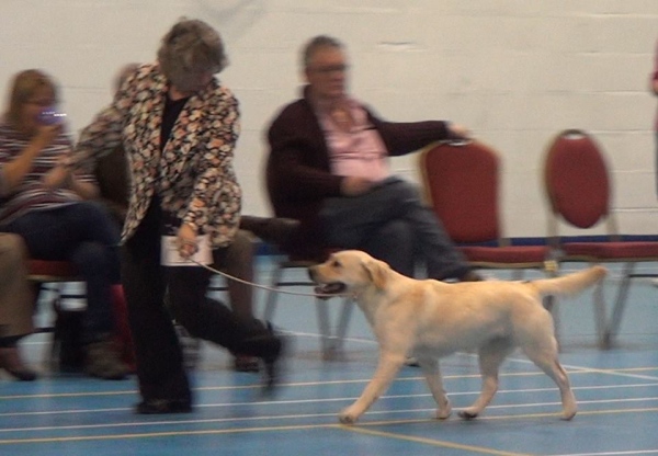 Labrador Kimbajak Libby at Yellow Labrador Club Dog Show 2016