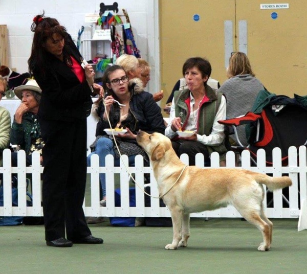 Kimbajak Labrador Retriever