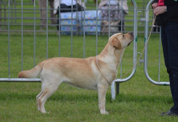 Kimbajak Labrador Retriever