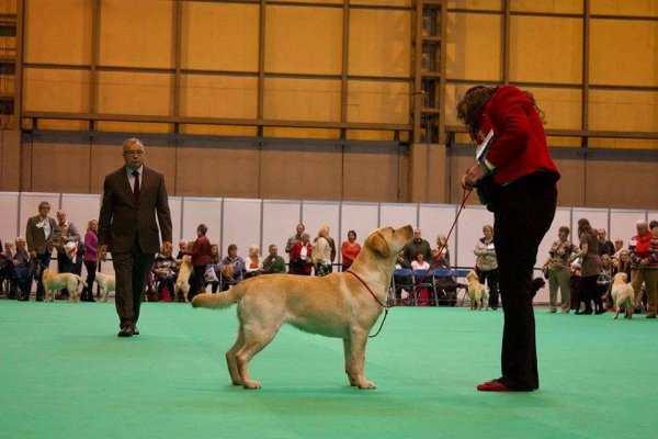 Kimbajak Labrador Retriever