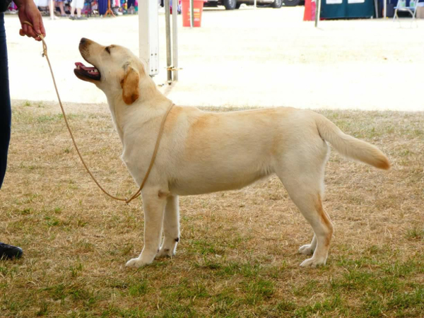 Kimbajak Labrador Retriever