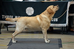 Teddy at Three Riding Labrador Retriever Club