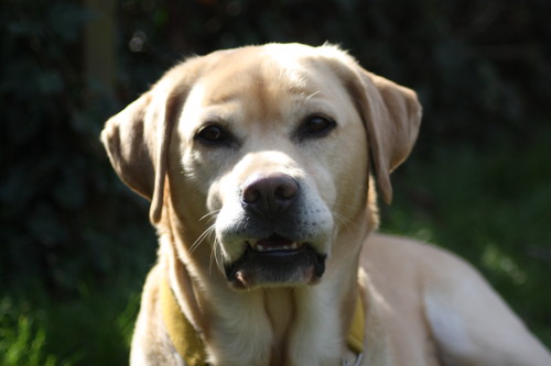 Labrador Max Enjoying the Spring Sunshine