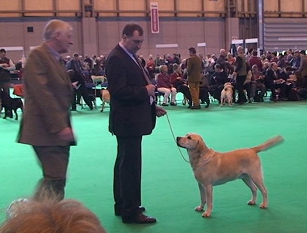 Veteran Labrador Class at Crufts 2012