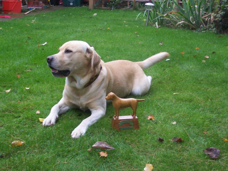 Max with his Trophy from the East Anglian Labrador Retriever Club