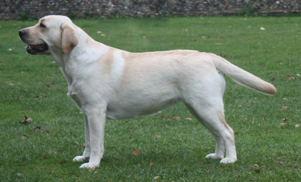 Labrador Carpenny Mikki at Kimbajak