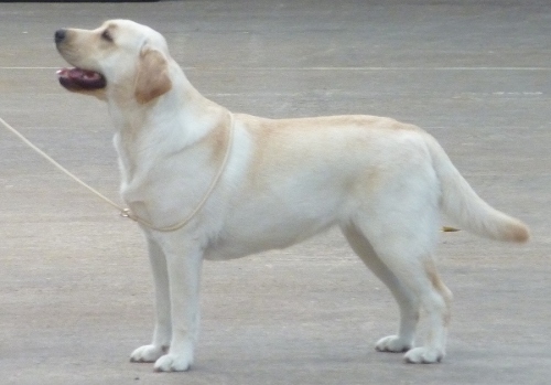 Labrador Carpenny Mikki at Kimbajak at Cotswold and Wyevern LRC Championship Show