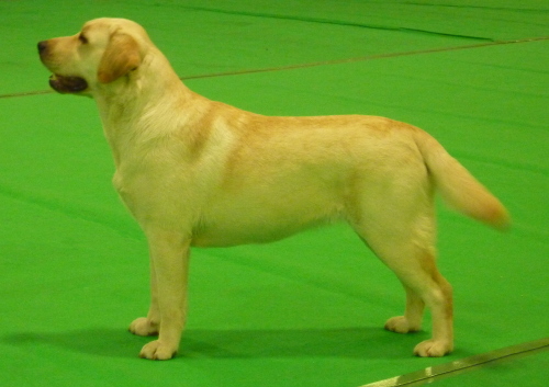 Labrador Carpenny Mikki at Kimbajak at East Anglian Championship Show