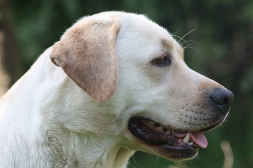 Labrador Carpenny Mikki at Kimbajak