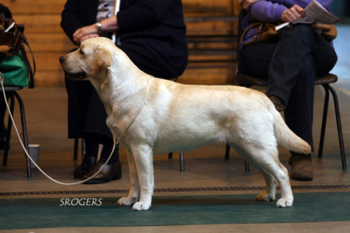 Labrador Carpenny Mikki at Kimbajak at Kent Surrey Sussex LRC Championship Show