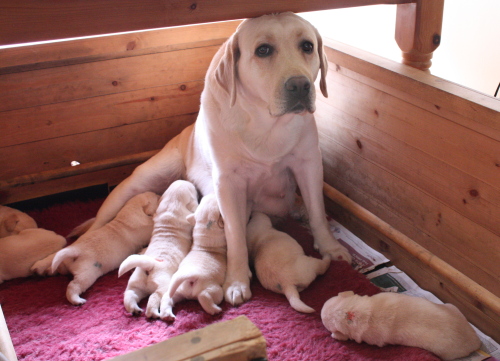 15 days labrador puppies