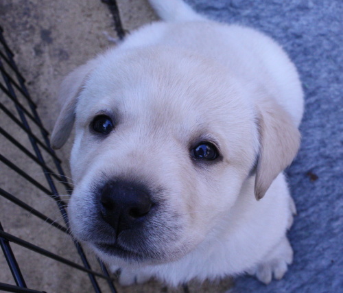 Labrador Kimbajak Puppies 35 days old