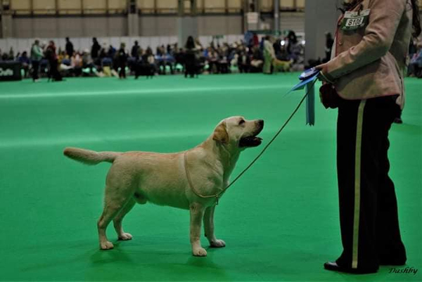 Labrador Crufts 2020