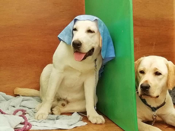 Labrador Keeping Cool