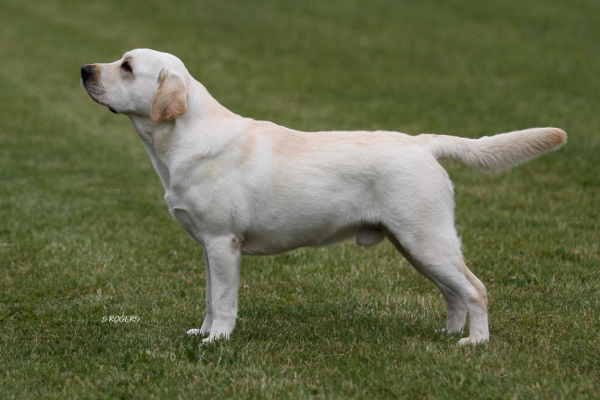 Minty at Labrador Retriever Club 2019