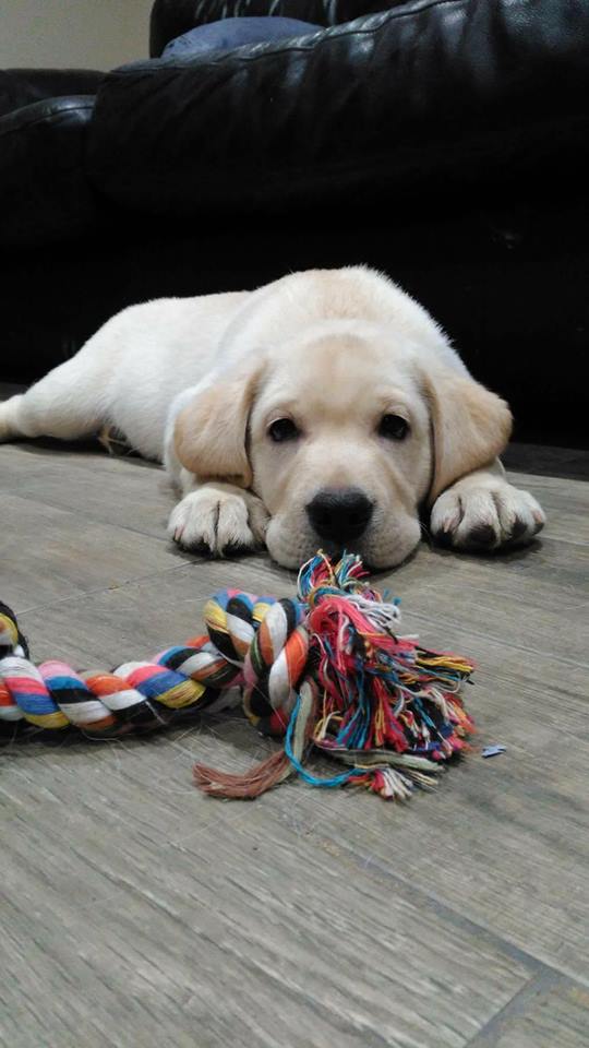 Minty Watching a Rope Toy