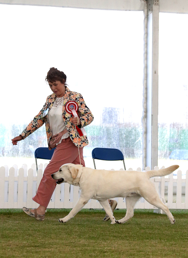 Labrador Kimbajak Prince Paddington