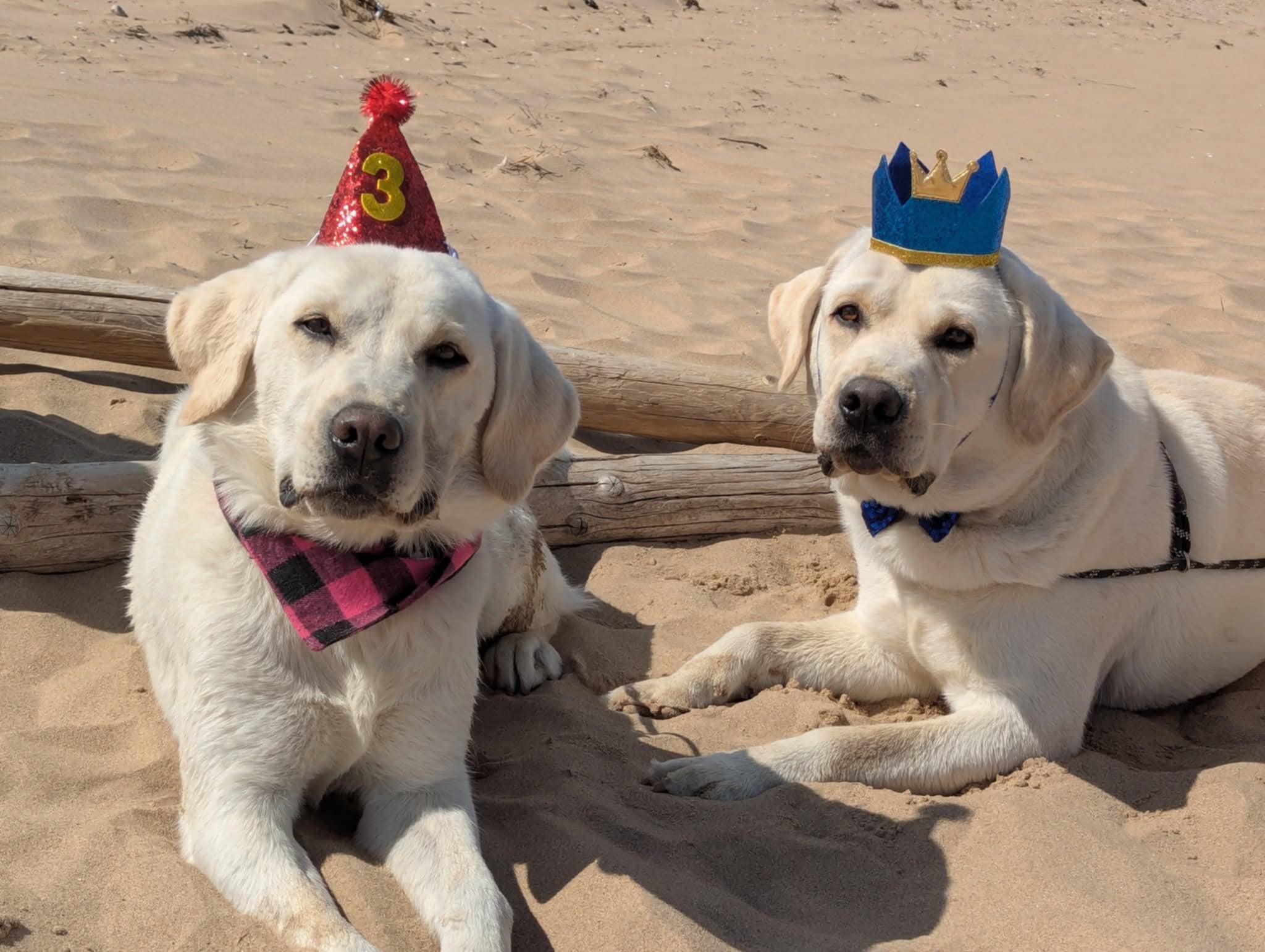 Labrador Kimbajak Prince Paddington