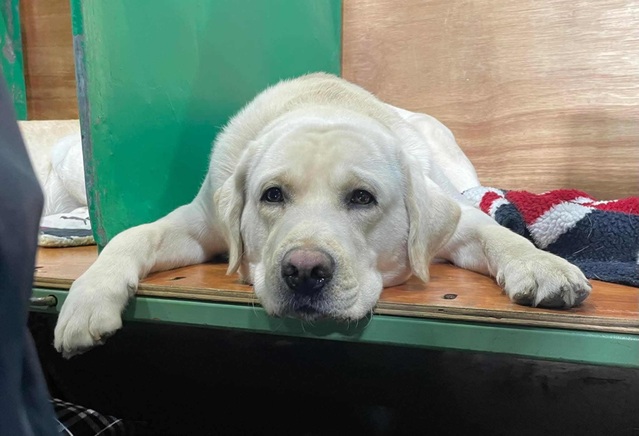 Labrador Kimbajak Prince Paddington