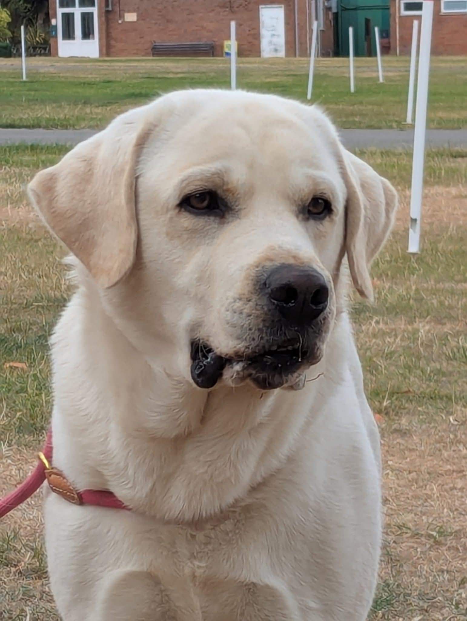 Labrador Kimbajak Prince Paddington