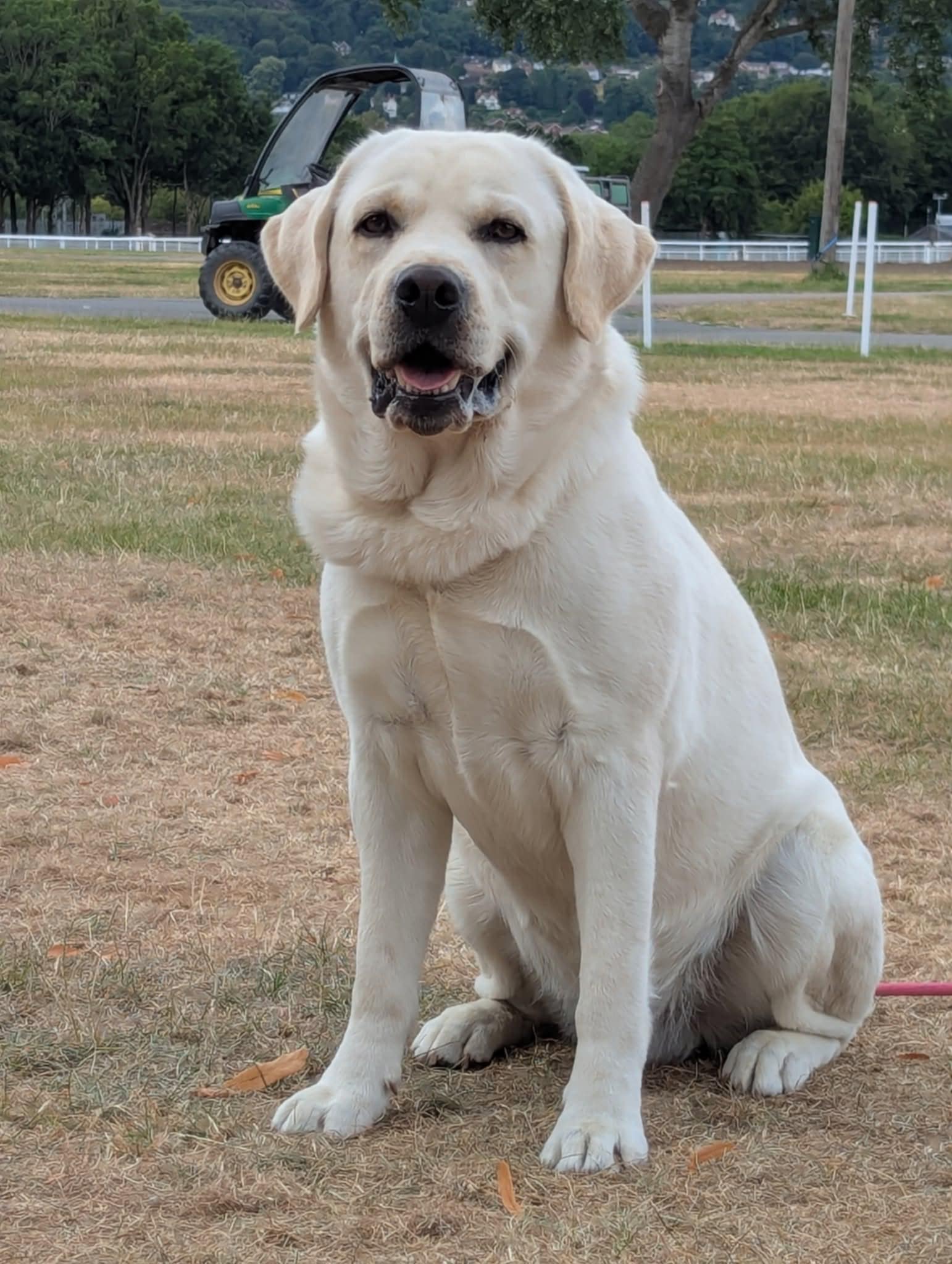 Labrador Kimbajak Prince Paddington