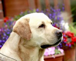Labrador Rocheby Statesman