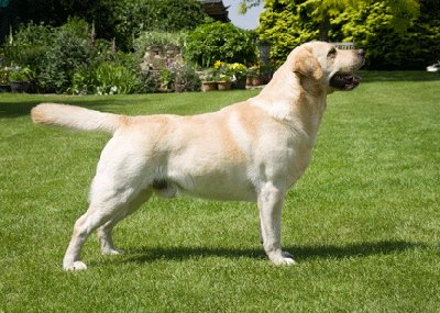 Puppies Sire Rocheby Statesman
