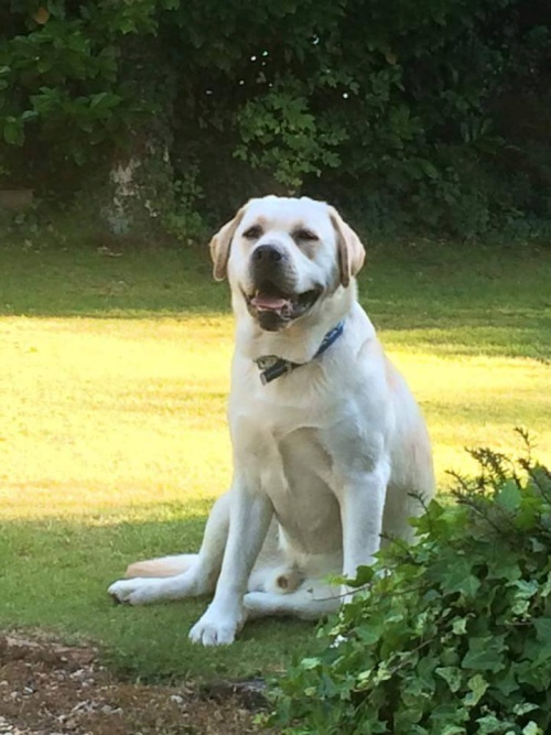 Kimbajak Labrador Retriever